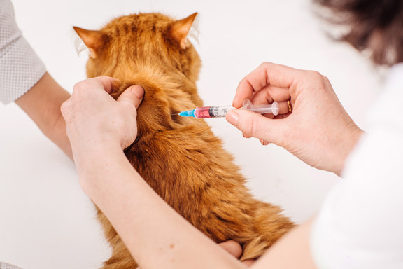 Şişli Kedi aşısı için uygun fiyatlar