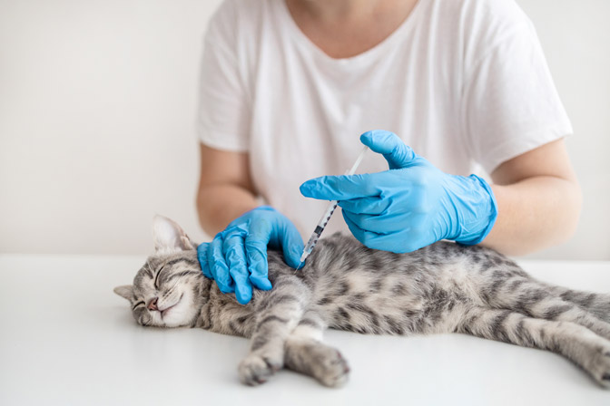 Şişli Kedi Aşı Fiyatları