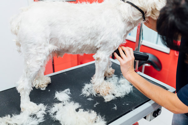 Köpeklerin cinslerine özel traş tenkikleri, Hijyenik ortamda köpek tıraşı hizmeti sunan Şişli Veteriner Kliniği