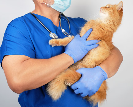 Şişli en iyi veteriner adresi, şişlinin en iyi veteriner kliniği adresi