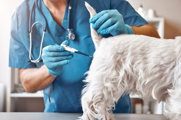 Şişli en iyi ve kapsamlı veteriner kliniği, şişlinin en iyi kedi-köpek veteriner hekimi