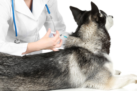 Şişli veteriner kliniği iç dış parazit aşısı, şişli veteriner köpek parazit aşı