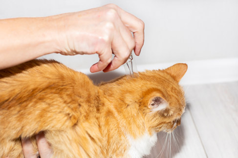 Şişli kedi iç dış parazit damlası, şişli parazit damlası, şişli veteriner parazit damla