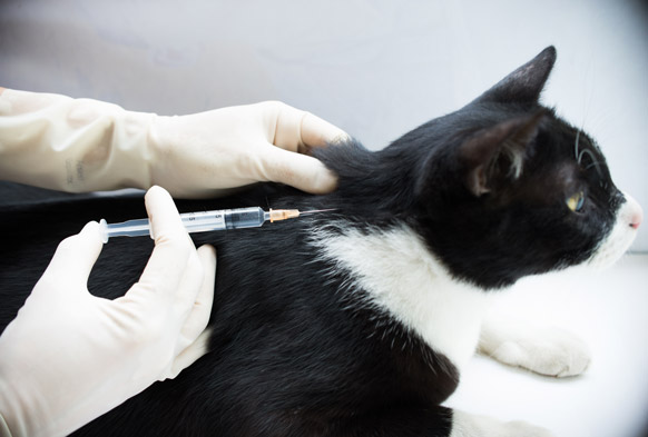 şişli veteriner iç dış parazit aşısı, şişli kedi iç parazit aşısı, şişli kedi dış parazit aşısı, şişli veteriner kliniği parazit aşısı
