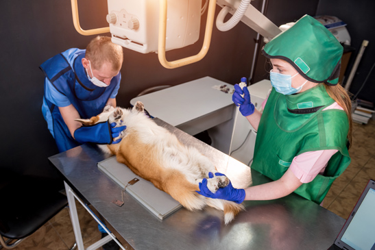 Köpek Kısırlaştırma Şişli Veteriner