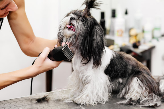 Şişli Veteriner Kliniği'nde profesyonel köpek traşı uygulaması