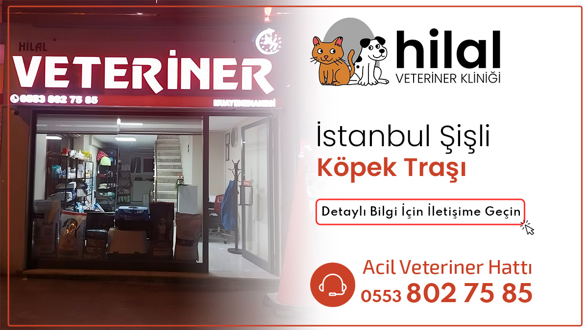 Şişli Köpek Traşı Şişli Pet Kuaför