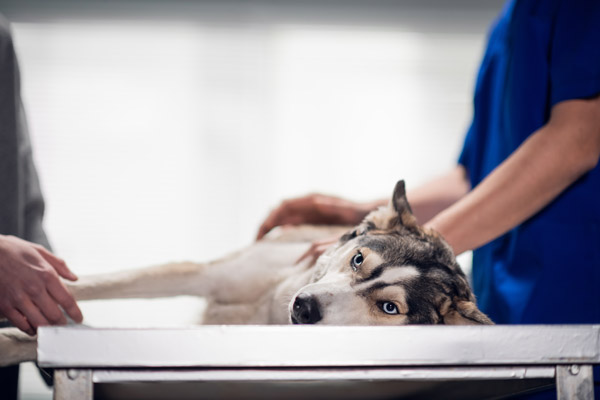 Şişli nöbetçi veteriner kliniğinde yaralı bir köpeğe acil bakım hizmeti, Şişli nöbetçi veteriner kliniği acil cerrahi müdahale